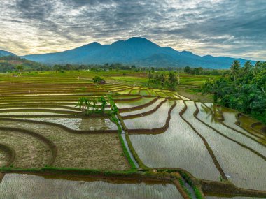 Endonezya 'nın yemyeşil pirinç tarlalarının görkemli dağ manzarası, doğal güzellikleri, huzurlu sabah titreşimleri, doğa, tarım ve kırsal yaşam temaları için mükemmel.