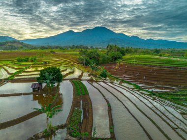 Endonezya 'nın yemyeşil pirinç tarlalarının görkemli dağ manzarası, doğal güzellikleri, huzurlu sabah titreşimleri, doğa, tarım ve kırsal yaşam temaları için mükemmel.