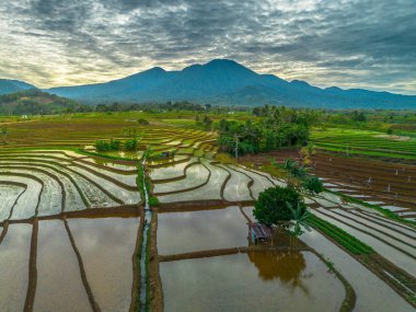 Endonezya 'nın yemyeşil pirinç tarlalarının görkemli dağ manzarası, doğal güzellikleri, huzurlu sabah titreşimleri, doğa, tarım ve kırsal yaşam temaları için mükemmel.