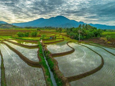 Endonezya 'nın yemyeşil pirinç tarlalarının görkemli dağ manzarası, doğal güzellikleri, huzurlu sabah titreşimleri, doğa, tarım ve kırsal yaşam temaları için mükemmel.