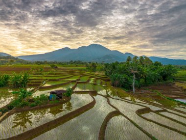 Endonezya 'nın yemyeşil pirinç tarlalarının görkemli dağ manzarası, doğal güzellikleri, huzurlu sabah titreşimleri, doğa, tarım ve kırsal yaşam temaları için mükemmel.