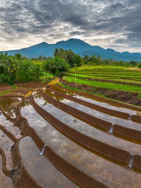 Endonezya 'nın yemyeşil pirinç tarlalarının görkemli dağ manzarası, doğal güzellikleri, huzurlu sabah titreşimleri, doğa, tarım ve kırsal yaşam temaları için mükemmel.