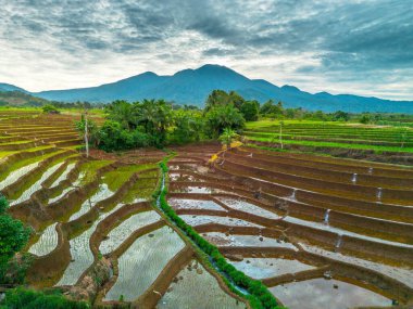 Endonezya 'nın yemyeşil pirinç tarlalarının görkemli dağ manzarası, doğal güzellikleri, huzurlu sabah titreşimleri, doğa, tarım ve kırsal yaşam temaları için mükemmel.