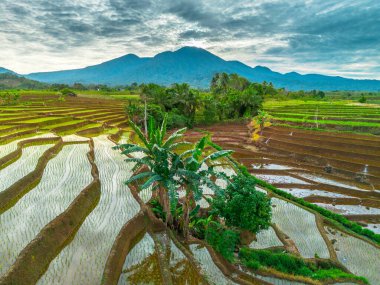 Endonezya 'nın yemyeşil pirinç tarlalarının görkemli dağ manzarası, doğal güzellikleri, huzurlu sabah titreşimleri, doğa, tarım ve kırsal yaşam temaları için mükemmel.