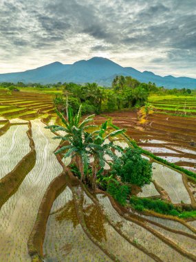 Endonezya 'nın yemyeşil pirinç tarlalarının görkemli dağ manzarası, doğal güzellikleri, huzurlu sabah titreşimleri, doğa, tarım ve kırsal yaşam temaları için mükemmel.