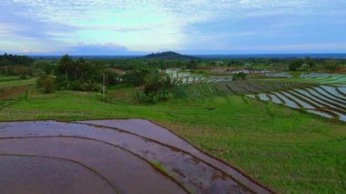 Beautiful morning view indonesia panorama landscape paddy fields with beauty color and sky natural light