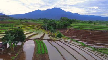 Beautiful morning view indonesia panorama landscape paddy fields with beauty color and sky natural light
