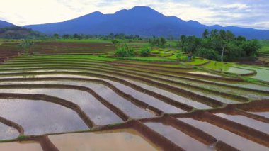 Beautiful morning view indonesia panorama landscape paddy fields with beauty color and sky natural light