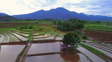 Beautiful morning view indonesia panorama landscape paddy fields with beauty color and sky natural light