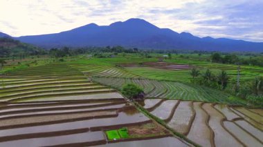 Beautiful morning view indonesia panorama landscape paddy fields with beauty color and sky natural light