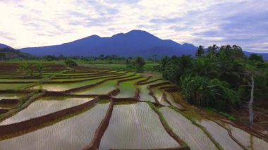 Beautiful morning view indonesia panorama landscape paddy fields with beauty color and sky natural light