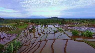 Beautiful morning view indonesia panorama landscape paddy fields with beauty color and sky natural light