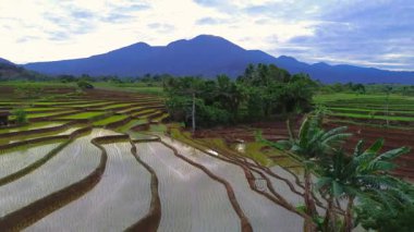 Beautiful morning view indonesia panorama landscape paddy fields with beauty color and sky natural light