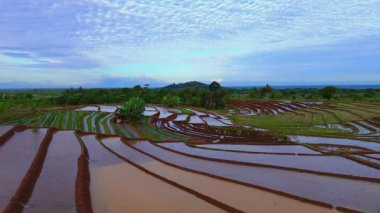 Beautiful morning view indonesia panorama landscape paddy fields with beauty color and sky natural light