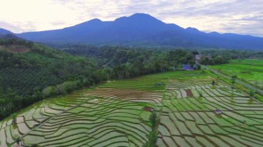 Beautiful morning view indonesia panorama landscape paddy fields with beauty color and sky natural light