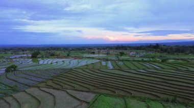 Beautiful morning view indonesia panorama landscape paddy fields with beauty color and sky natural light