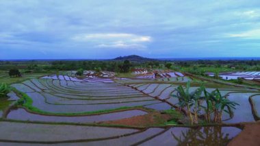 Beautiful morning view indonesia panorama landscape paddy fields with beauty color and sky natural light