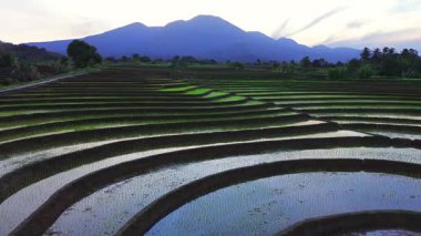 Beautiful morning view indonesia panorama landscape paddy fields with beauty color and sky natural light