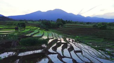 Beautiful morning view indonesia panorama landscape paddy fields with beauty color and sky natural light
