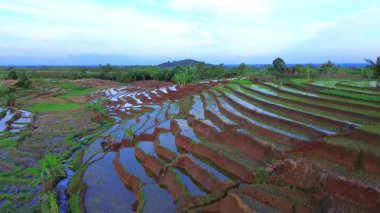 Beautiful morning view indonesia panorama landscape paddy fields with beauty color and sky natural light