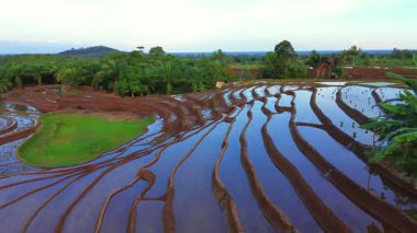 Beautiful morning view indonesia panorama landscape paddy fields with beauty color and sky natural light