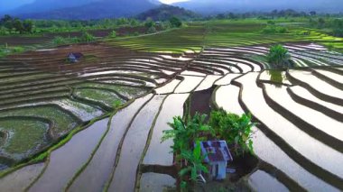 Beautiful morning view indonesia panorama landscape paddy fields with beauty color and sky natural light