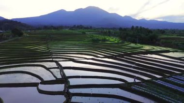 Beautiful morning view indonesia panorama landscape paddy fields with beauty color and sky natural light
