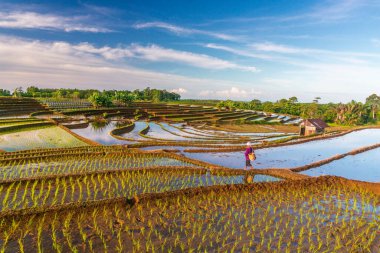 Beautiful morning view indonesia panorama landscape paddy fields with beauty color and sky natural light