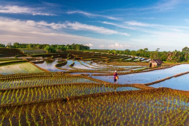 Beautiful morning view indonesia panorama landscape paddy fields with beauty color and sky natural light