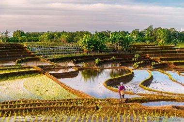 Beautiful morning view indonesia panorama landscape paddy fields with beauty color and sky natural light
