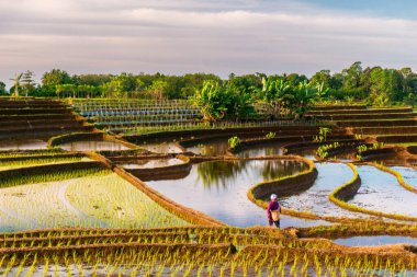 Beautiful morning view indonesia panorama landscape paddy fields with beauty color and sky natural light