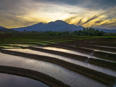 Beautiful morning view indonesia panorama landscape paddy fields with beauty color and sky natural light