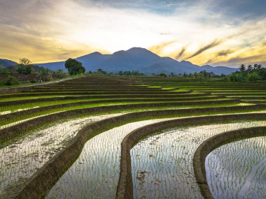 Beautiful morning view indonesia panorama landscape paddy fields with beauty color and sky natural light