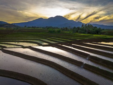 Beautiful morning view indonesia panorama landscape paddy fields with beauty color and sky natural light