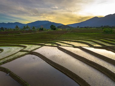 Beautiful morning view indonesia panorama landscape paddy fields with beauty color and sky natural light