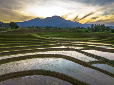 Beautiful morning view indonesia panorama landscape paddy fields with beauty color and sky natural light