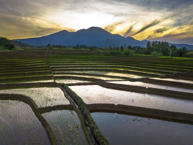 Beautiful morning view indonesia panorama landscape paddy fields with beauty color and sky natural light