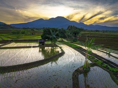 Beautiful morning view indonesia panorama landscape paddy fields with beauty color and sky natural light