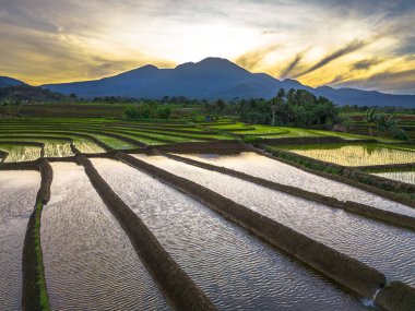 Beautiful morning view indonesia panorama landscape paddy fields with beauty color and sky natural light