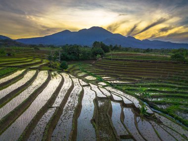 Beautiful morning view indonesia panorama landscape paddy fields with beauty color and sky natural light
