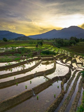 Beautiful morning view indonesia panorama landscape paddy fields with beauty color and sky natural light