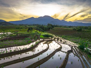 Beautiful morning view indonesia panorama landscape paddy fields with beauty color and sky natural light
