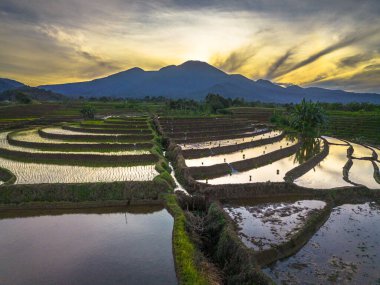 Beautiful morning view indonesia panorama landscape paddy fields with beauty color and sky natural light