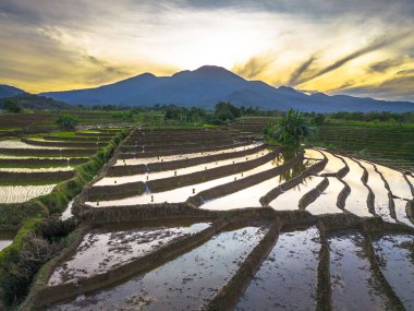 Beautiful morning view indonesia panorama landscape paddy fields with beauty color and sky natural light