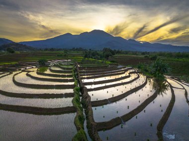 Beautiful morning view indonesia panorama landscape paddy fields with beauty color and sky natural light