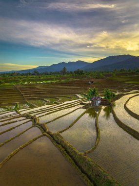 Beautiful morning view indonesia panorama landscape paddy fields with beauty color and sky natural light