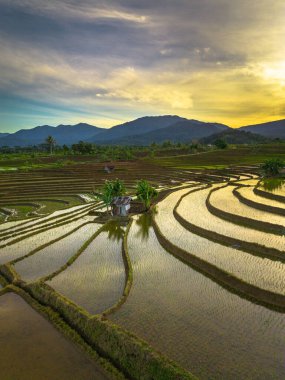 Beautiful morning view indonesia panorama landscape paddy fields with beauty color and sky natural light
