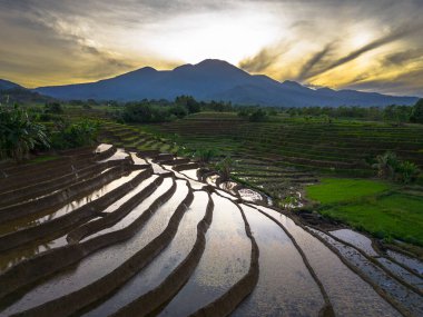 Beautiful morning view indonesia panorama landscape paddy fields with beauty color and sky natural light