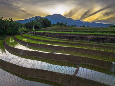 Beautiful morning view indonesia panorama landscape paddy fields with beauty color and sky natural light