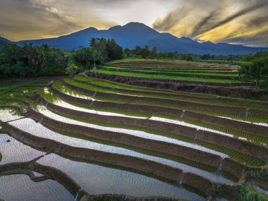 Beautiful morning view indonesia panorama landscape paddy fields with beauty color and sky natural light